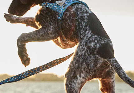 Hurtta Razzle-Dazzle Reflective Figures – Set of Clip-On Safety Reflectors for Collars, Leashes, Harnesses