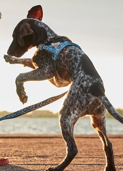 Hurtta Razzle-Dazzle Reflective Figures – Set of Clip-On Safety Reflectors for Collars, Leashes, Harnesses