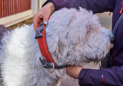 Hurtta Rover Collar for Medium and Large Dogs