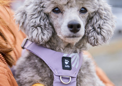 Hurtta Seeker Adjustable Dog Harness