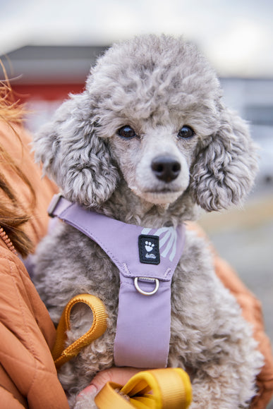 Hurtta Seeker Adjustable Dog Harness