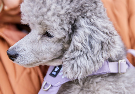 Hurtta Seeker Adjustable Dog Harness