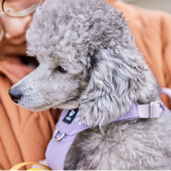Hurtta Seeker Adjustable Dog Harness