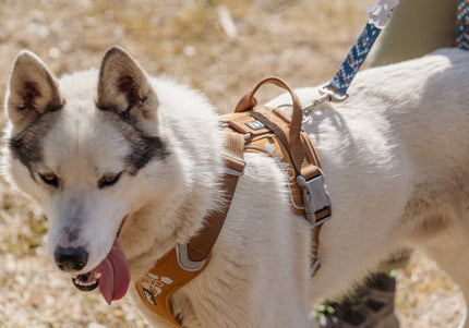 Hurtta Weekend Warrior Harness Desert – Adjustable Outdoor Harness, Durable Design, Size 40-45cm