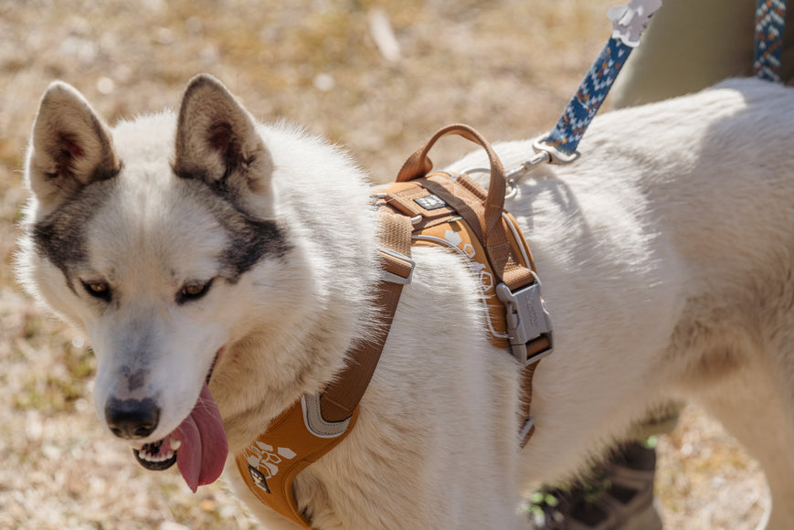 Hurtta Weekend Warrior Harness Desert – Adjustable Outdoor Harness, Durable Design, Size 40-45cm