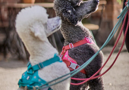 Hurtta Weekend Warrior Harness Peacock – Adjustable Durable Design, Size 80-100cm, Active Comfort