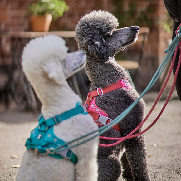 Hurtta Weekend Warrior Harness Peacock – Adjustable Durable Design, Size 80-100cm, Active Comfort