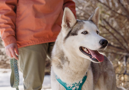 Hurtta Weekend Warrior Harness Peacock – Adjustable Durable Design, Size 80-100cm, Active Comfort