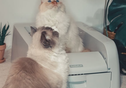 PetSafe Scoop Free Self-Cleaning Litter Box – Automatic Motion Sensor, Low-Maintenance Design