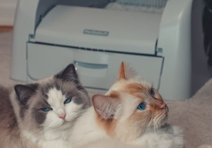 PetSafe Scoop Free Self-Cleaning Litter Box – Automatic Motion Sensor, Low-Maintenance Design