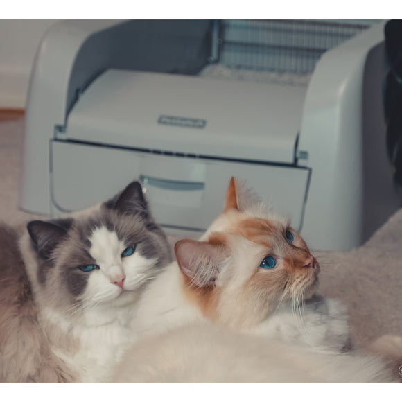 PetSafe Scoop Free Self-Cleaning Litter Box – Automatic Motion Sensor, Low-Maintenance Design