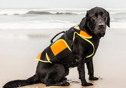 Julius-K9 Multifunctional Orange Vest – Buoyant Supportive Swim and Rehab Aid, Size L