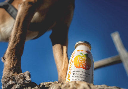 SmoothieDog Immunio Dog Smoothie 250ml – Nutrient-Rich Drink with Immune-Boosting Ingredients