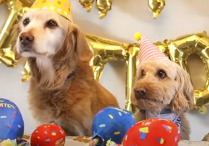 KONG Occasions Birthday Balloon Plush Toy – Large 20cm, Soft Blue, Festive Design