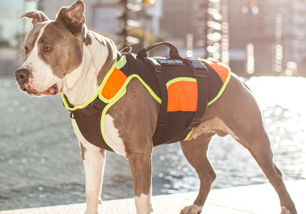 Julius-K9 Multifunctional Orange Vest – Buoyant Supportive Swim and Rehab Aid, Size L