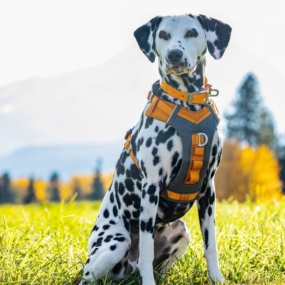 Kurgo Journey Air Harness Orange – Lightweight Breathable Running Harness, Small Size