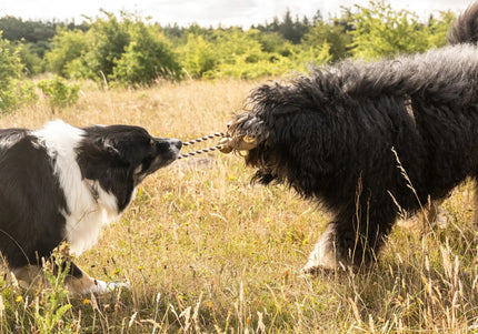 Max&Molly King Julian Monkey Dog Toy – Durable Latex Rope Design with Squeaker