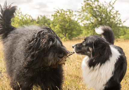 Max&Molly King Julian Monkey Dog Toy – Durable Latex Rope Design with Squeaker