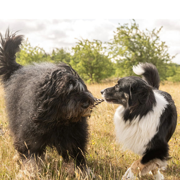Max&Molly King Julian Monkey Dog Toy – Durable Latex Rope Design with Squeaker