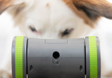 PetSafe Kibble Chase Roaming Treat Dispenser – Interactive Rolling Treat Toy, Engaging Play Design