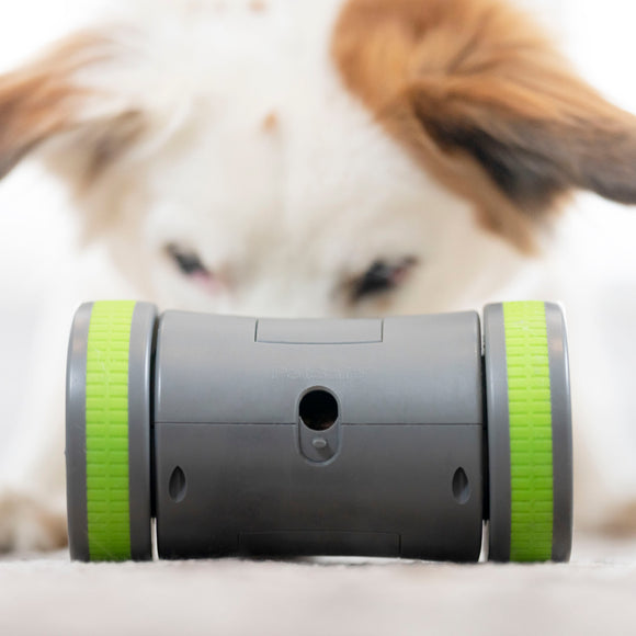 PetSafe Kibble Chase Roaming Treat Dispenser – Interactive Rolling Treat Toy, Engaging Play Design