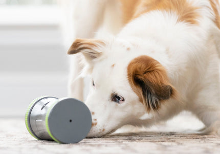 PetSafe Kibble Chase Roaming Treat Dispenser – Interactive Rolling Treat Toy, Engaging Play Design