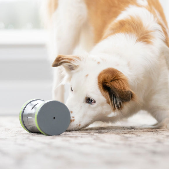 PetSafe Kibble Chase Roaming Treat Dispenser – Interactive Rolling Treat Toy, Engaging Play Design