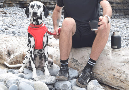 KONG Duo Day Trek 4-in-1 Travel Bottle – 910ml, Includes Cup and Two Bowls, Versatile Design