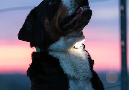 Max&Molly Matrix 2.0 Ultra LED Safety Dog Lamp – Pastel Beige, Lightweight Design