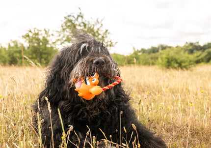 Max&Molly Lenny Krabitz Dog Toy – Durable Latex Crab with Rope and Squeaker