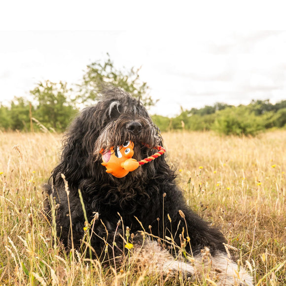 Max&Molly Lenny Krabitz Dog Toy – Durable Latex Crab with Rope and Squeaker