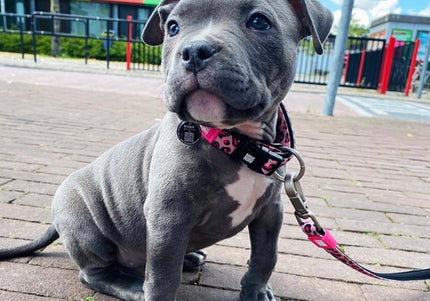 Max&Molly GOTCHA! Smart ID Leopard Pink Collar – Large, Durable Dog Collar with Smart Tag, Pink Leopard Pattern