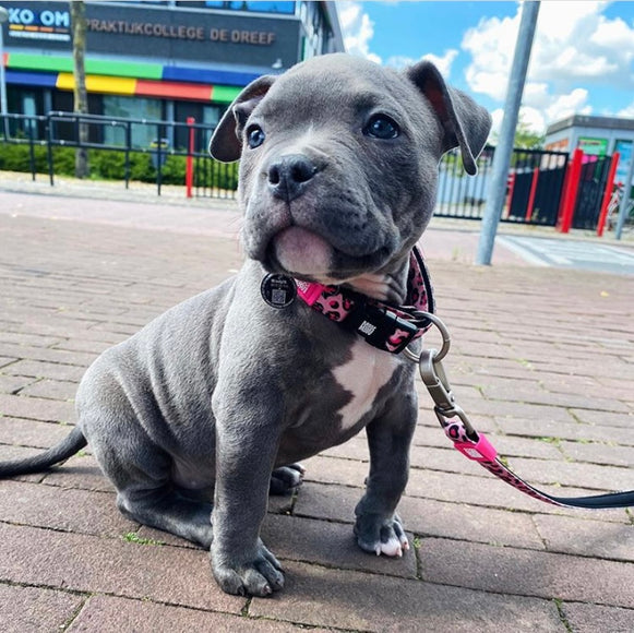 Max&Molly GOTCHA! Smart ID Leopard Pink Collar – Large, Durable Dog Collar with Smart Tag, Pink Leopard Pattern