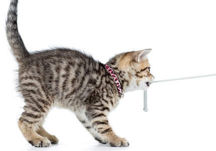 Max&Molly GOTCHA! Smart ID Cat Collar Leopard Pink – Colorful Adjustable Collar with Smart Tag