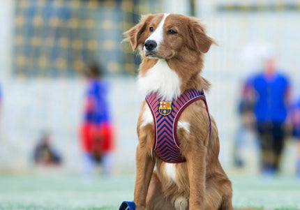 Max&Molly FC Barcelona Air Vest Dog Harness – Pressure-Free, Lightweight, Football Club Motif, Size M
