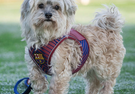 Max&Molly FC Barcelona Air Vest Dog Harness – Pressure-Free, Lightweight, Football Club Motif, Size M
