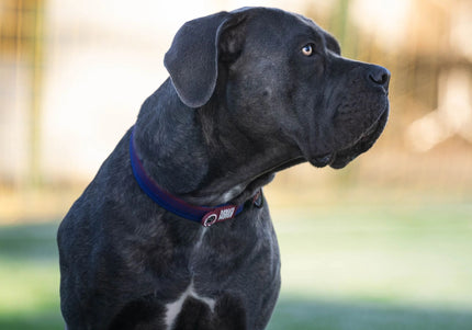 Max&Molly FC Barcelona Smart ID Collar – QR Identifier, Club Colors, Medium Size