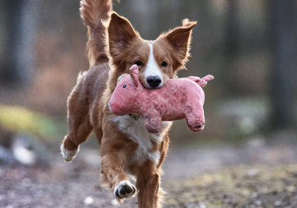 Max&Molly Huggles Pig Hamlet Plush Dog Toy with Low-Tone Squeaker