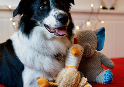 Max&Molly Huggles Chicken Eggsy Plush Dog Toy with Squeaker and Crinkly Wings