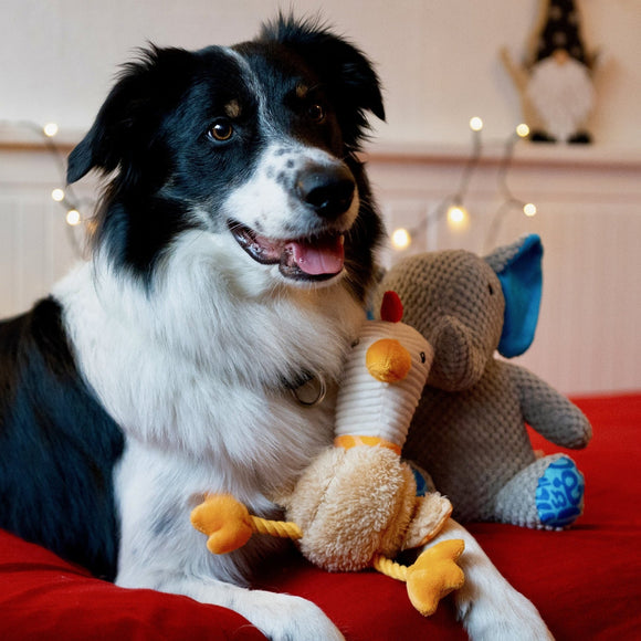 Max&Molly Huggles Chicken Eggsy Plush Dog Toy with Squeaker and Crinkly Wings