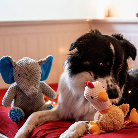 Max&Molly Huggles Chicken Eggsy Plush Dog Toy with Squeaker and Crinkly Wings
