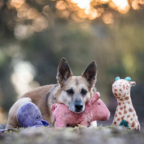 Max&Molly Huggles Pig Hamlet Plush Dog Toy with Low-Tone Squeaker
