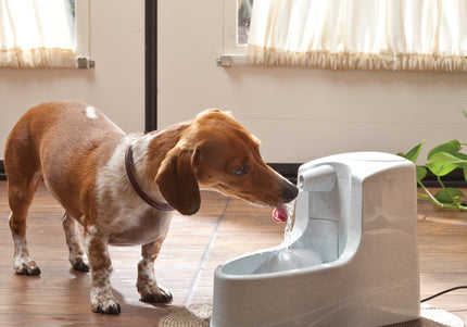 PetSafe Drinkwell Mini Fountain 1.2L – Compact Water Dispenser with Quiet Pump and Filter