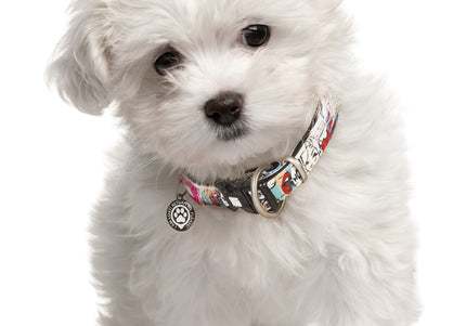 Max&Molly GOTCHA! Smart ID Missy Pop Collar – Large, Durable Collar with Smart Tag Technology