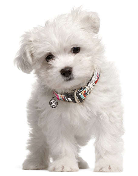 Max&Molly GOTCHA! Smart ID Missy Pop Collar – Large, Durable Collar with Smart Tag Technology