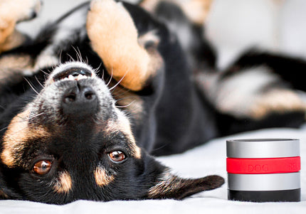 Relaxopet Animal Relaxation Trainer Pro – Calming Sound Device with Adjustable Settings, Stress Relief Aid