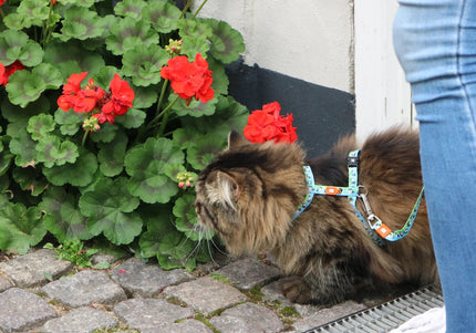 Max&Molly Cat Harness and Leash Set – Adjustable Sheep Pattern, Comfortable Design