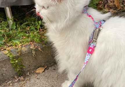 Max&Molly Cat Harness and Leash Set – Cherry Blossom Pattern, Adjustable, Comfortable Fit