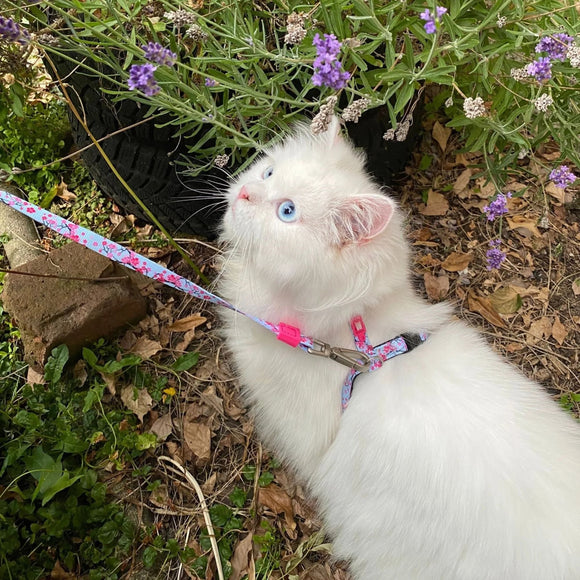 Max&Molly Cat Harness and Leash Set – Cherry Blossom Pattern, Adjustable, Comfortable Fit