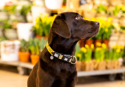 Max&Molly GOTCHA! Smart ID Monkey Maniac Collar – Medium, Durable Nylon with Smart Tag